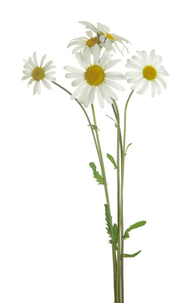 Blühende Gänseblümchen Leucanthemum Vulgare Isoliert Auf Weißem Hintergrund Nahaufnahme — Stockfoto