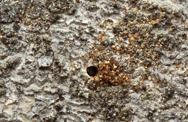 Bark Beetle Trypophloeus Binodulus Working Aspen Wood Stockbild