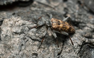 Tırtıklı çam sıkacağı, yanmış ağaç kabuğu üzerinde Rhagium engizisyonu, makro fotoğraf