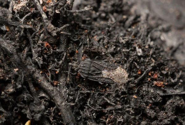 Flat Bug Aradus Lugubris Camouflaged Burnt Pine Roots — Stok fotoğraf