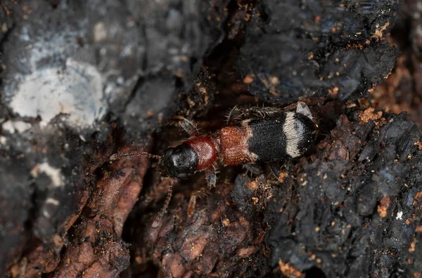 Buntkäfer Thanasimus Femoralis Auf Verbranntem Kiefernholz Dieses Insekt Ist Ein — Stockfoto