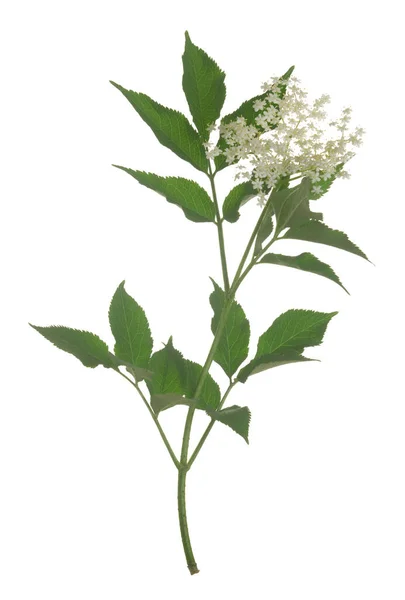 Blossoming Black Elder Sambucus Nigra Twig Isolated White Background Flowers — Fotografia de Stock