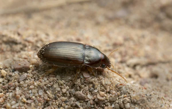 地面の甲虫 砂の上のアマラの両生類 マクロ写真 — ストック写真