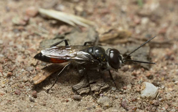 Male Solitary Wasp Astata Boops Sandy Environment Macro Photo — Stok fotoğraf