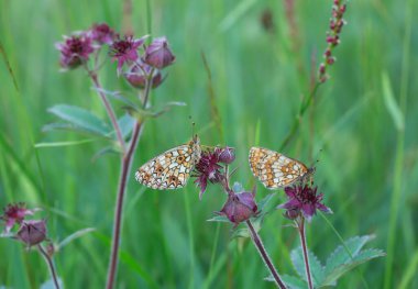 Heath fritillary, Melitaea athalia Purple Marshlocks, Comarum Palustre 'da dinleniyor.