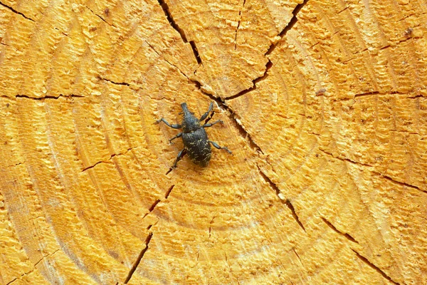 Large Pine Weevil Hylobius Abietis Fresh Coniferous Wood — Fotografia de Stock