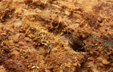 European spruce bark beetle working on fir wood, this insect is a major pest on spruce forests, macro photo with high magnification