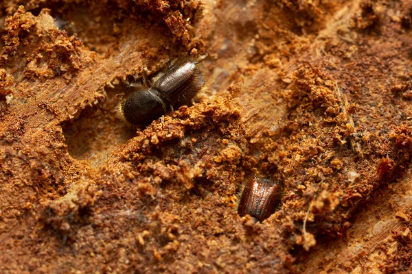 European Spruce Bark Beetles Working Fir Wood Insect Major Pest — Photo