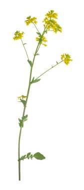 Platydracus Fulvipes beyaz arka planda izole edilmiş. Bu böcek bir yırtıcı..