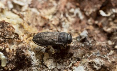 Metalik tahta-sıkıcı böcek, kozalaklı ağaç kabuğunda Anthaxia quadripunctata, makro fotoğraf