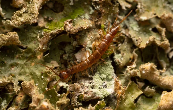 Lithobiidae Stonožka Lišejníku — Stock fotografie