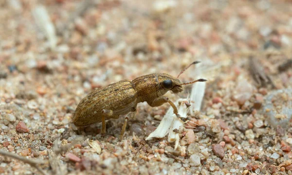 Sitona Gorgojo Arena Macro Foto —  Fotos de Stock