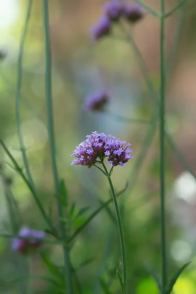 Purpletop Vervain Verbena Bonariensis — Φωτογραφία Αρχείου