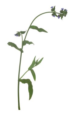 Genel hata giderici, beyaz arka planda izole edilmiş Anchusa memurları