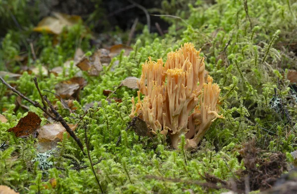 Coral Fungi Ramaria Brunneicontusa Growing Moss Horizontal Composion — Stock Photo, Image