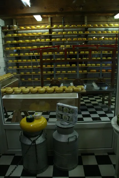 Shelves full of different cheese — Stock Photo, Image