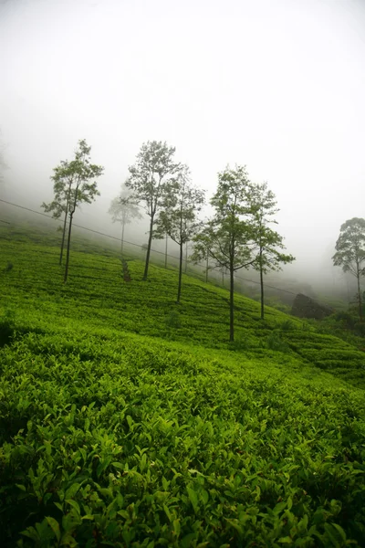 Tea plantations in Sri Lanka — Stock Photo, Image