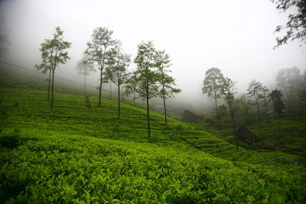 Чайные плантации Шри-Ланки — стоковое фото