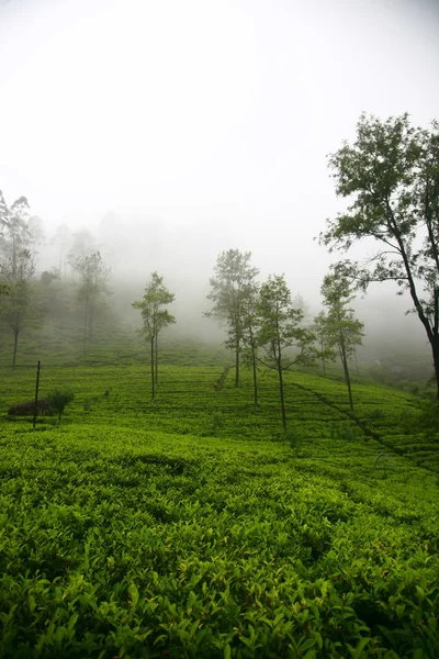 Čajové plantáže na Srí Lance — Stock fotografie