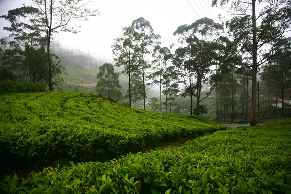 Tea plantations in Sri Lanka Stock Picture