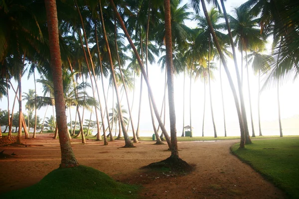 Palmer på stranden kalutara, sri lanka — Stockfoto