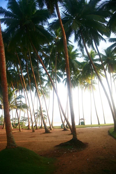 Φοίνικες, δέντρα, παραλία Καλουτάρα, Σρι Λάνκα — Φωτογραφία Αρχείου