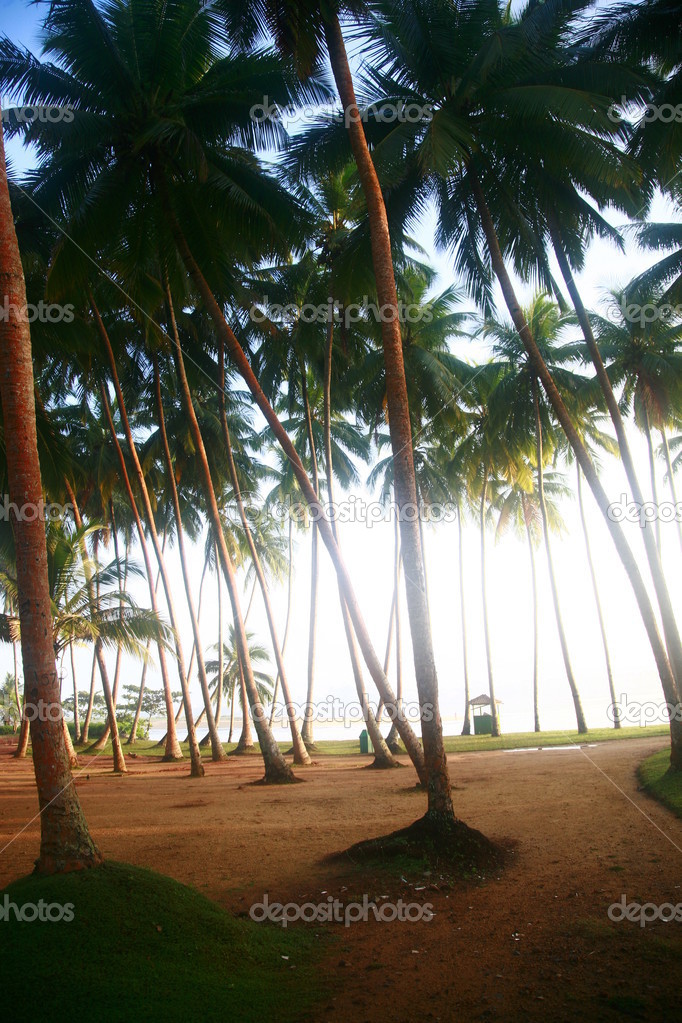 Palmiers Plage De Kalutara Sri Lanka Photographie Sadfox