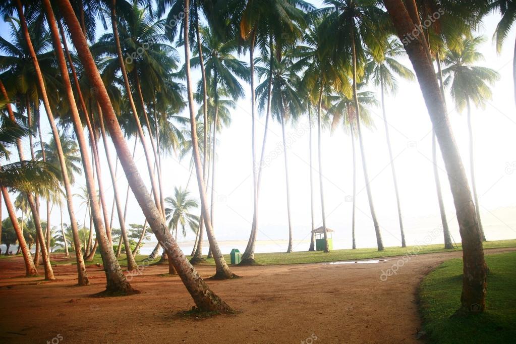Palm trees,Kalutara beach, Sri Lanka