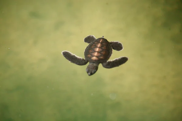 海龟宝宝爬、 斯里兰卡 — 图库照片