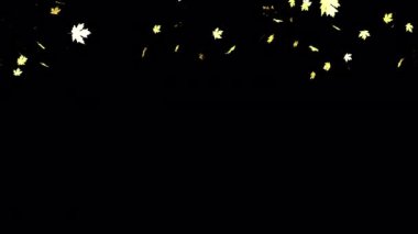 Yaprak rüzgarla canlanır. Şeffaf arkaplanda düşen yapraklar.