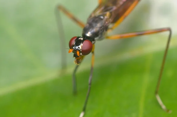 Una lunga mosca dalle zampe su una foglia verde — Foto Stock