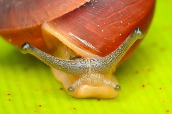 食用カタツムリ (エスカルゴ) 中間および浅い被写し界深度で指摘したフォーカス、ジャングルの中で葉の上 ロイヤリティフリーのストック画像