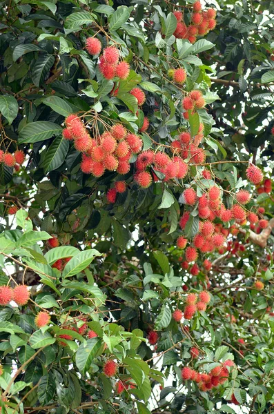 Fruits tropicaux, rambutan sur l'arbre — Photo