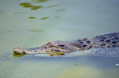 yakın bir tuzlu su timsahı (crocodylus porosus up)