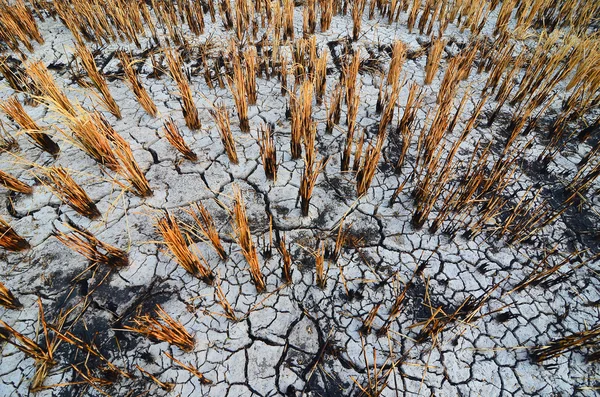 Rice straw left over from the harvest was burned in drought land paddy field in Kedah, Malaysia — Stock Photo, Image