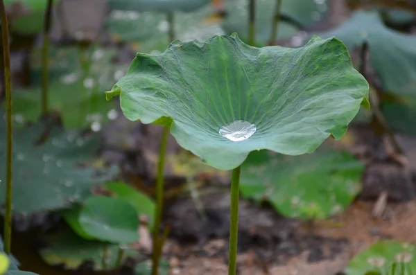 Una gota de agua en la hoja de loto verde, enfoque selectivo y poca profundidad de campo (DOF ) — Foto de Stock
