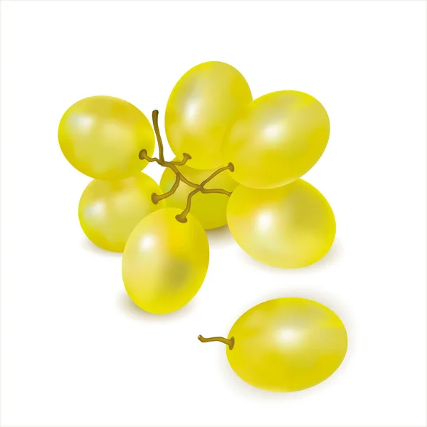 Amadurecer Uvas Verdes Sprig Close Fundo Branco Agrupamento Uvas Frescas — Vetor de Stock