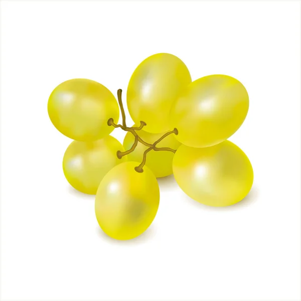成熟的绿色葡萄枝条在白色背景上的特写 一堆新鲜多汁的葡萄 葡萄酒葡萄 桌上葡萄 3D现实矢量物体 — 图库矢量图片