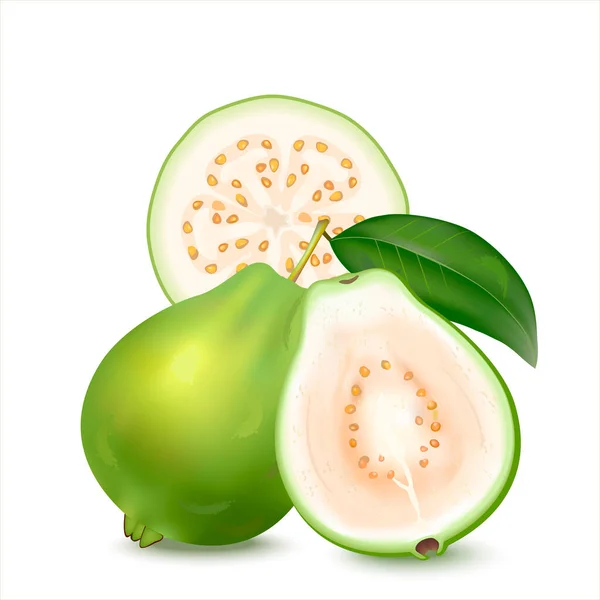 Beyaz, yeşil guava 'nın gerçekçi bir çizimi. Yapraklı taze guava, yarım guava ve beyaz arka planda izole edilmiş bir dilim. Kan basıncını ve kolesterolü düşürebilir, vücut bağışıklığını arttırabilir.