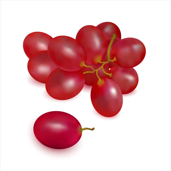 Ripe Red Grapes Sprig Close White Background Cluster Fresh Juicy — Stock Vector