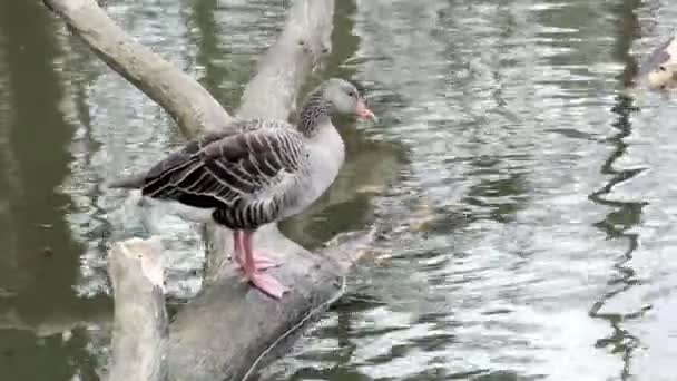 池の真ん中で美しい孤独な鳥 — ストック動画