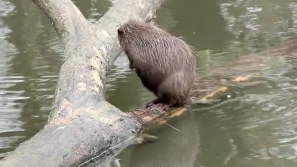 Muskrat sentado en un árbol — Vídeos de Stock