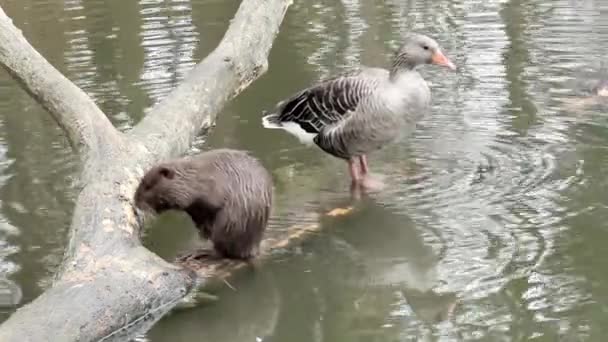 Muskusrat en eend zittend op een boom — Stockvideo