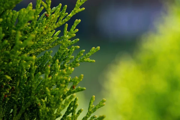 Närbild foto av evergreen tre Thuja - cypress familj. — Stockfoto