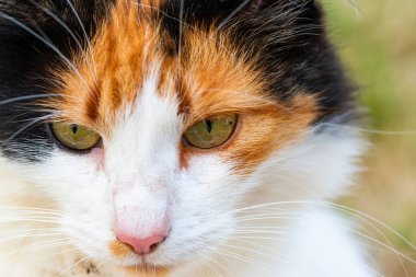 Bir kedinin yakın çekimi Yumuşak bir ağızlık. 