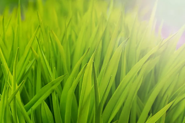 Τονισμένο φρέσκο ζωηρό πράσινο γρασίδι την άνοιξη και το καλοκαίρι. — Φωτογραφία Αρχείου
