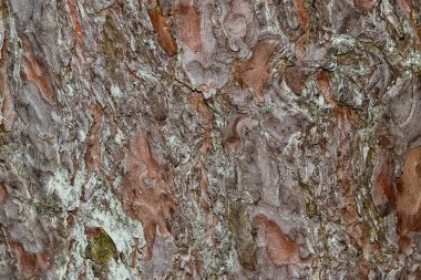 Ağaç kabuğunun yatay fotoğrafı. Görüntüyü kapat.