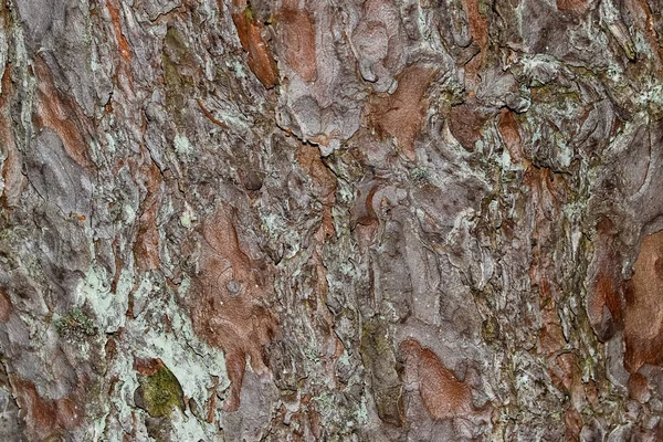 Ağaç kabuğunun yatay fotoğrafı. Görüntüyü kapat.