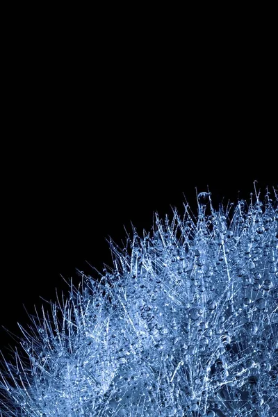Dandelion Huge Amount Small Water Drops Black Background — Stok Foto