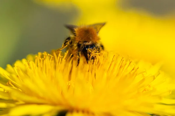 Bee Pollinating Dandelion Flower — Stock fotografie